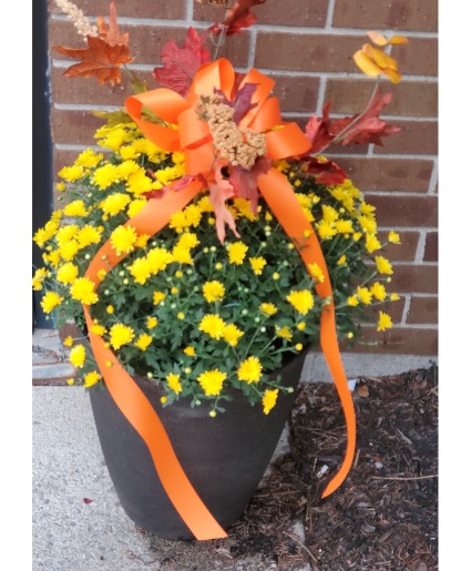 Patio Pot with Hardy Mum and fall trim Blooming Plant