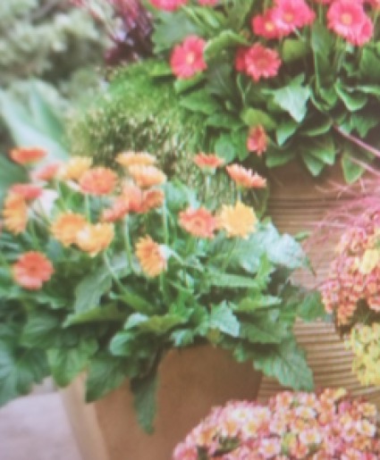 Patio Pots  Outdoor