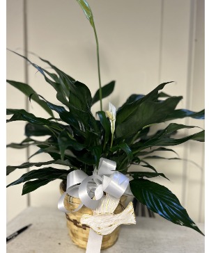 Peace be with you Peace Lily plant