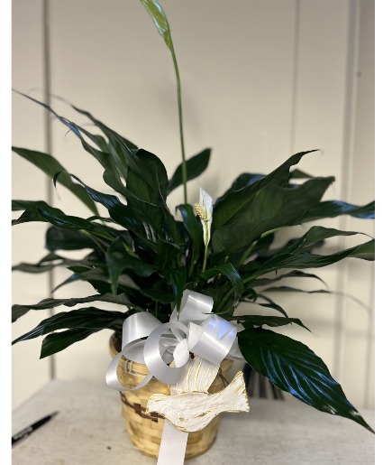 Peace be with you Peace Lily plant
