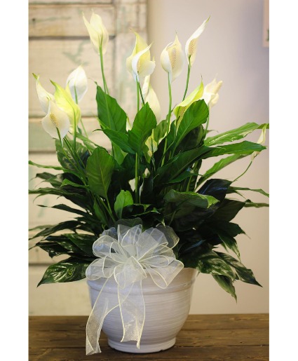 Peace Lily Plant 