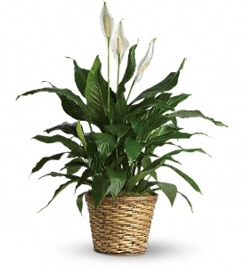 Peace Lily (Spathiphyllum)--Medium $65.95, $75.95
