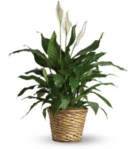Peace Lily (Spathiphyllum)--Medium $65.95, $75.95 in Universal City, TX | BLOOMINGTONS FLOWER SHOP