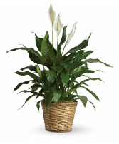 Peace Lily 10" 