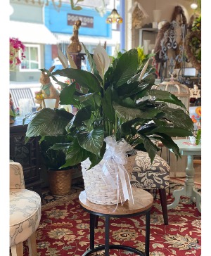Peace Lily  (10 inch) Plant