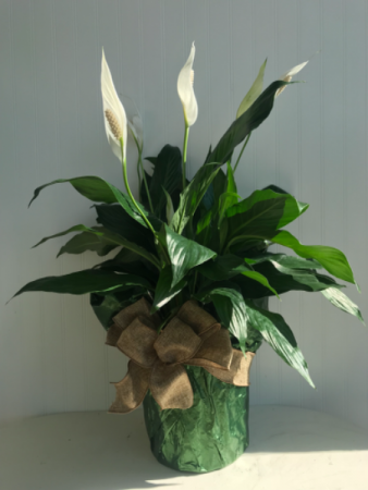 Peace Lily 
