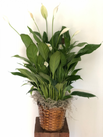 Peace Lily 