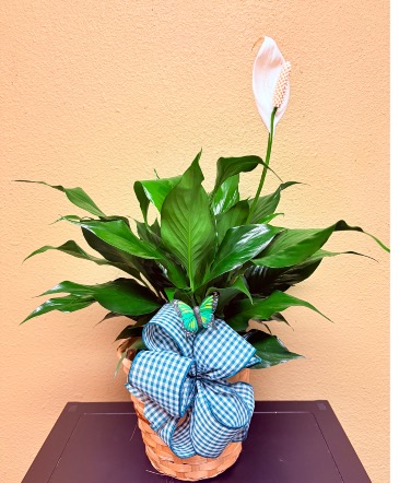Peace Lily 6” DIAMETER IN BAMBOO POT in Weatherford, OK | The Flower Box Florist