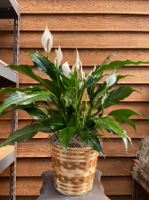 Peace Lily (6 inch) 