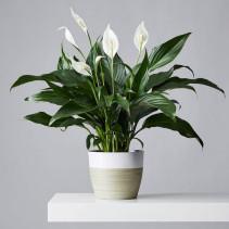 Peace Lily 6” Plant