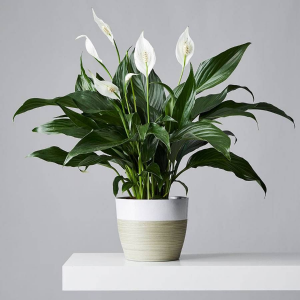 Peace Lily 6” Plant