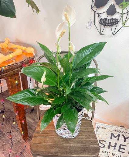 Peace Lily 6” Plant