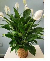Peace Lily 6" pot size 
