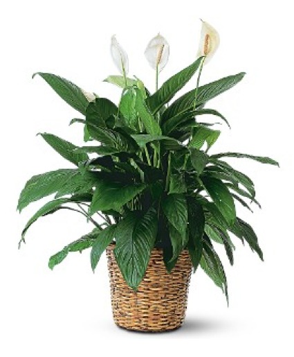 Peace Lily 