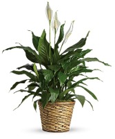 Peace Lily 