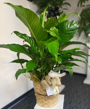Peace Lily 8” DIAMETER IN BAMBOO BASKET
