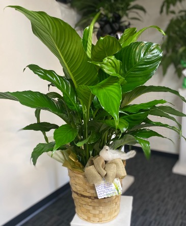 Peace Lily 8” DIAMETER IN BAMBOO BASKET in Weatherford, OK | The Flower Box Florist