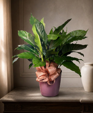 Peace Lily 8” DIAMETER PINK CONTAINER