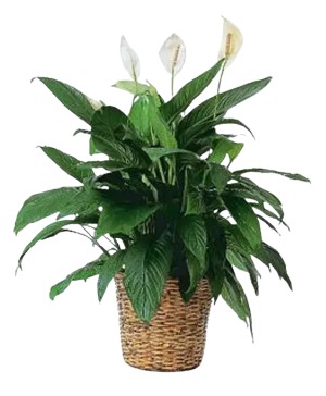Peace Lily 8” 