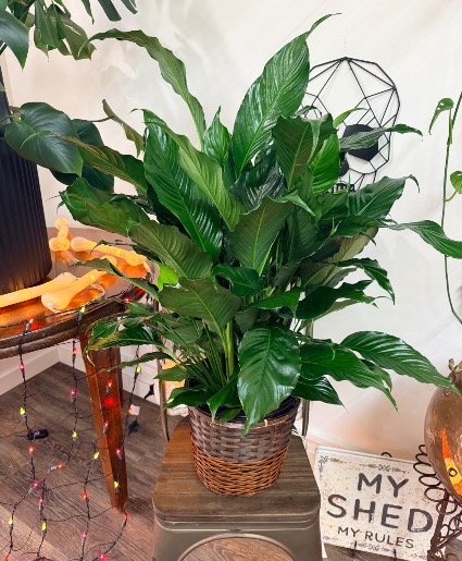Peace Lily 8” Plant