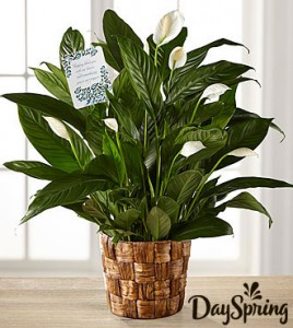 Peace Lily 