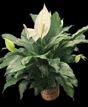 Peace Lily Available  in 6" 8" and 10" pots