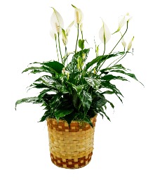Peace Lily Basket - Medium Arrangement