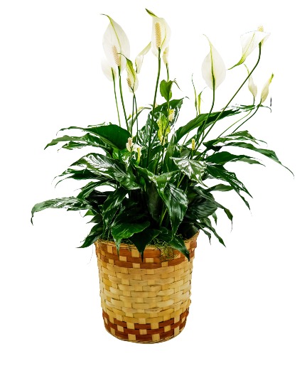 Peace Lily Basket - Medium Arrangement