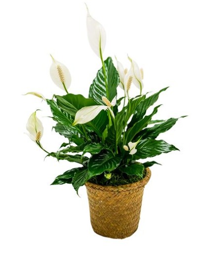 Peace Lily Basket - Small Arrangement