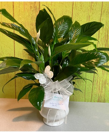 Peace Lily 6" DIAMETER IN WHITE URN in Weatherford, OK | The Flower Box Florist