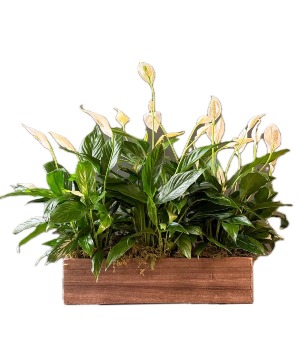 Peace Lily Box House Plant