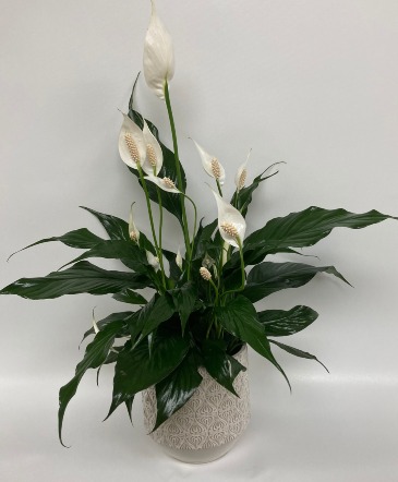 Peace Lily  Ceramic Container  in Brainerd, MN | BRAINERD FLORAL