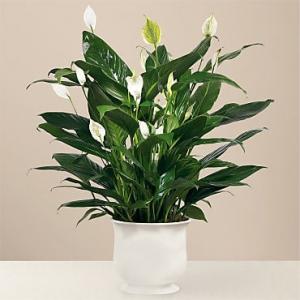 Peace Lily Comfort Planter 