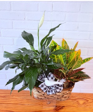 Peace Lily + Croton DOUBLE BAMBOO BASKET COMBO