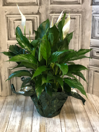 Peace Lily Green Plant