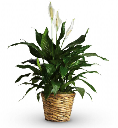 Peace Lily House Plant