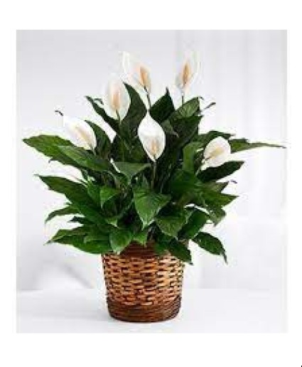 Peace Lily House Plant