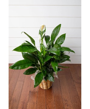 Peace Lily House Plant