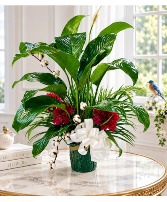 Peace Lily House Plant