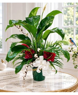 Peace Lily House Plant