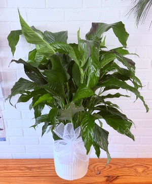 Peace Lily 8” DIAMETER WHITE CONTAINER