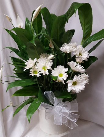 Peace Lily in a 6" pot in  a nice white     (P) ceramic container