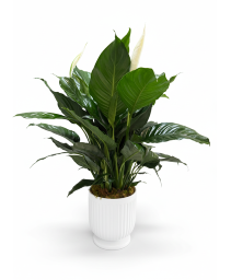 6" PEACE LILY IN CERAMIC CONTAINER