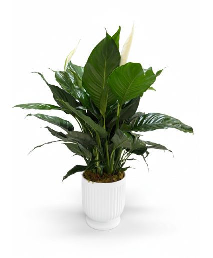 6" PEACE LILY IN CERAMIC CONTAINER