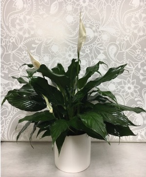 Peace Lily in ceramic pot  