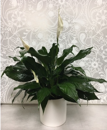 Peace Lily in ceramic pot  