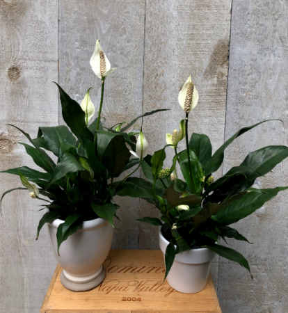 Peace Lily in pot 5" diameter plants