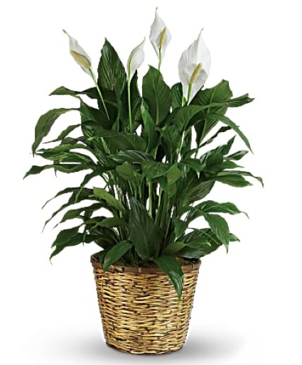 Large Peace Lily 