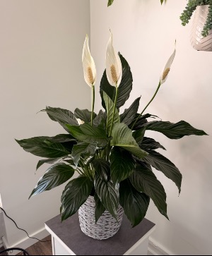 Peace Lily (Large) 