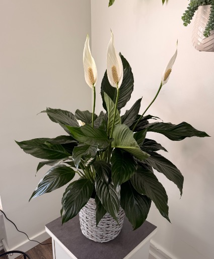 Peace Lily (Large) 